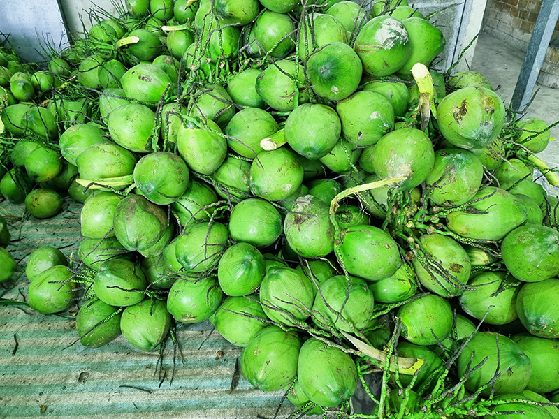Fresh Coconuts