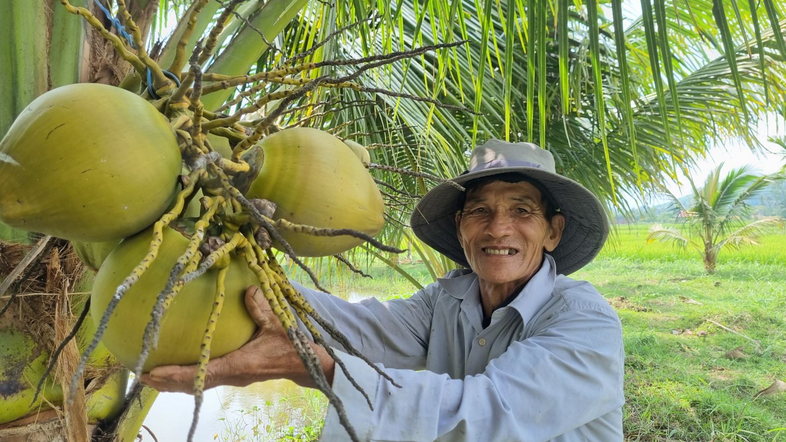 Dừa Xiêm Gọt Trọc