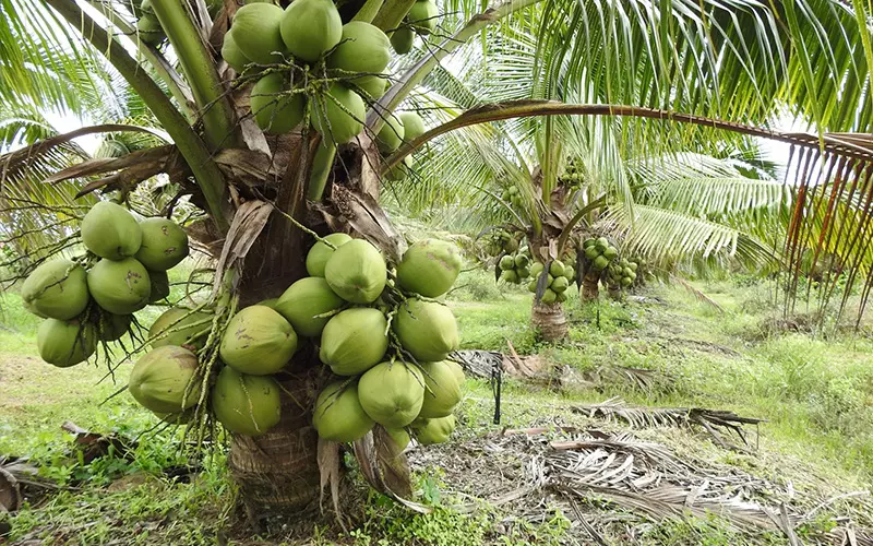 Fresh Coconuts