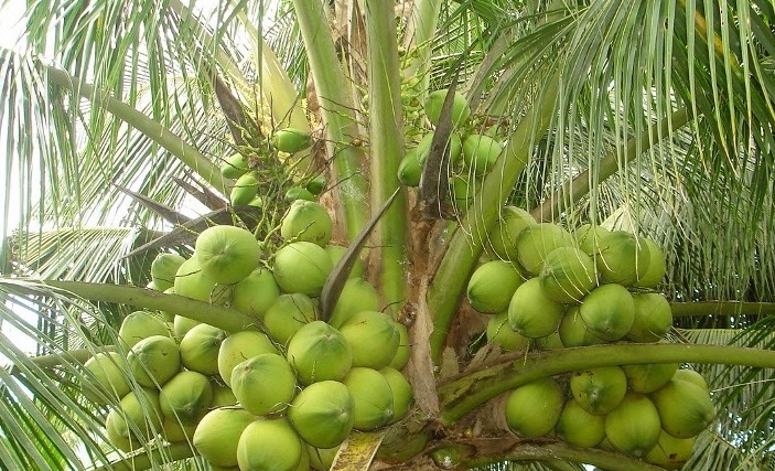 Fresh Coconuts
