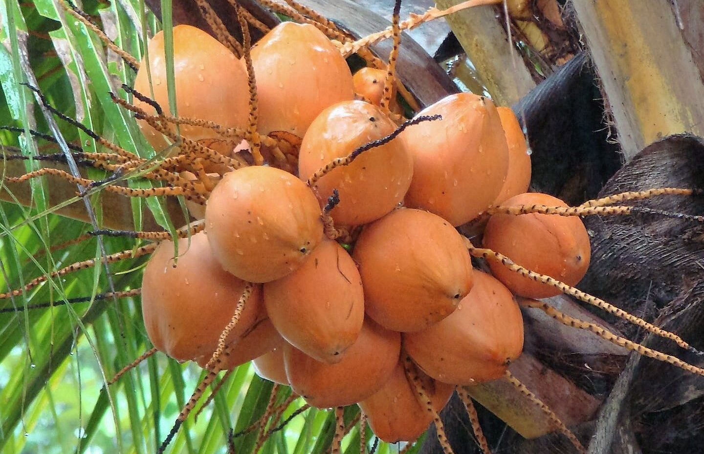 Fresh Coconuts