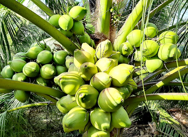 Fresh Coconuts